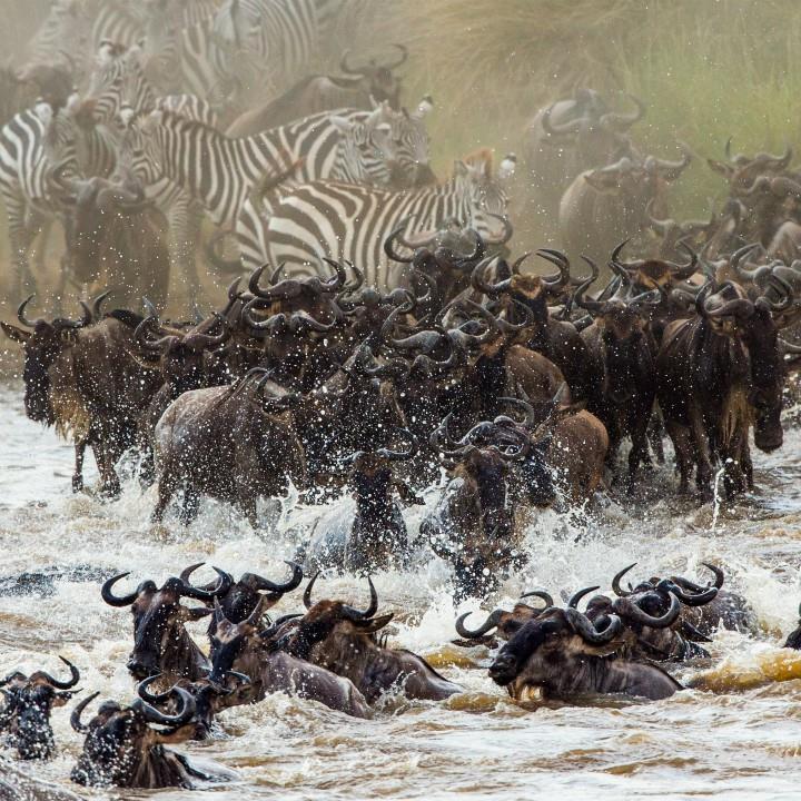 Wielka Migracja Afryki - Tanzania i Kenia