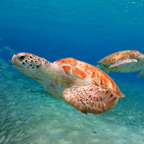 Turks i Caicos, żółw